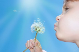 child blowing away dandelion seeds in the blue sky